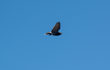 A pigeon in flight