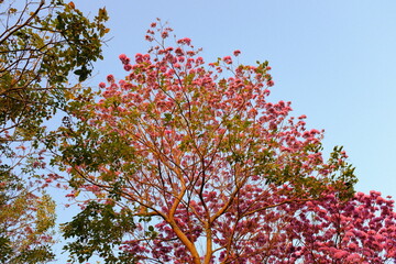Pink flowers blooming luxuriantly in the park on a sunny winter afternoon