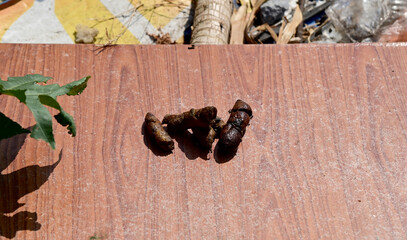 Closeup of  Shit of dog on the wooden floor. Concept of picking up dog waste shit, cleaning city urban environment  at Thailand.