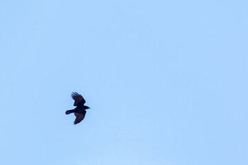 A crow in flight