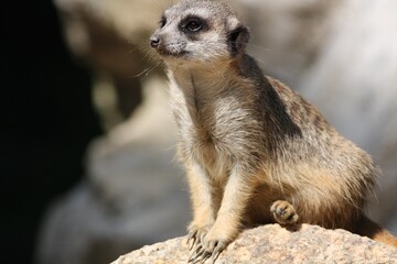 meerkat on guard