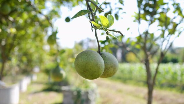 Grapefruit fruit is high in vitamins. Organic grown grapefruit.