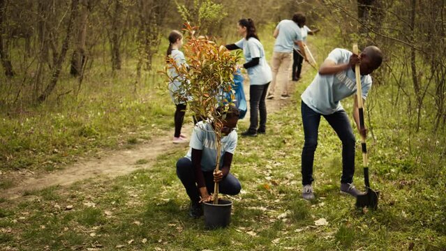 African american ecologic activists planting seedlings in a forest environment, working together in unity to preserve and protect the natural habitat. Growing trees project. Camera B.