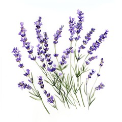 Watercolor lavender, clusters of tiny purple blossoms with green stems, white background