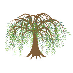Vector illustration of a willow tree with green leaves © kody_king