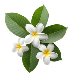 Fototapeta premium white Plumeria with leaf isolated on transparent background Generative Ai.