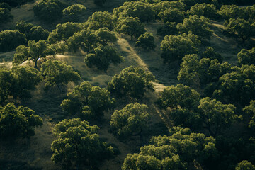 Naklejka na ściany i meble Shadowed Oak Trees on Sunlit Hillsides in Rural Landscape