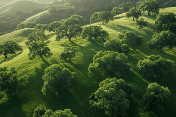Sunlit Oak Trees Casting Shadows on a Verdant Hillside - Powered by Adobe