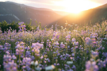 Naklejka premium Radiant Sunset Illuminating Purple Wildflowers in Mountain Valley