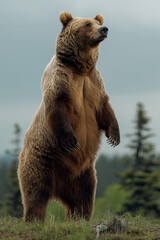 Standing Brown Bear in Wild Forest Landscape