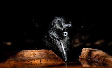 An Australian Raven (corvus coronoides) drinking water from a terracotta bowl