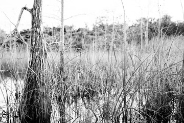 hardwood hammock, and Cypress trees in the marshy swamp of a everglades, Florida