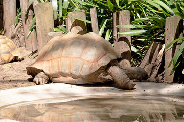 The African Spurred Tortoise is a desert-dwelling species, camouflaged by its sandy coloration, thick yellow-brown skin and brownish upper shell