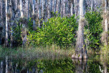 Bromeliads Tillandsia airplants, hardwood hammock, and Cypress trees in the marshy swamp of a National Preserve, Florida.