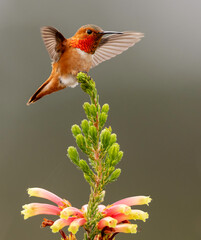 Obraz premium Allen's Hummingbird (Selasphorus sasin), UCSC Arboretum, California 