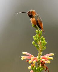Naklejka premium Allen's Hummingbird (Selasphorus sasin), UCSC Arboretum, California 