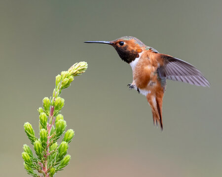 Allen's Hummingbird (Selasphorus sasin), UCSC Arboretum, California 