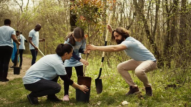 Team of volunteers planting trees around forest area for nature preservation and protection, doing voluntary work for a conservation project. Climate change activists plant seedlings. Camera B.