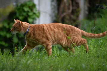 a red cat in a collar walks along a hill in green grass