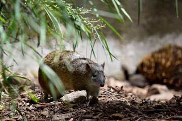 Southern brown Bandicoots are about the size of a rabbit, and have a pointy snout, humped back, thin tail and large hind feet