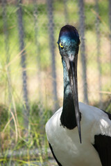 The Jabiru or black necked stork is a black-and-white waterbird stands an impressive 1.3m tall and has a wingspan of around 2m.