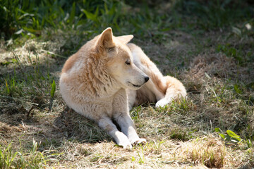 Dingos are a dog-like wolf. Dingos have a long muzzle, erect ears and strong claws. They usually...