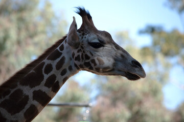 The giraffe is the tallest of all mammals. The giraffe has a short body, a tufted tail, a short...