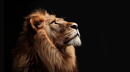 A lion looking up at something off camera with a dark background