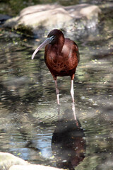 The glossy ibis neck is reddish-brown and the body is a bronze-brown with a metallic iridescent...
