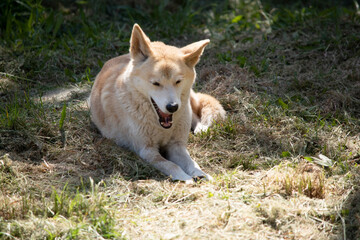 Naklejka na ściany i meble Dingos are a dog-like wolf. Dingos have a long muzzle, erect ears and strong claws. They usually have a ginger coat and most have white markings on their feet, tail tip and chest.