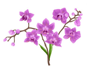 Naklejka na ściany i meble Purple orchid painting illustration