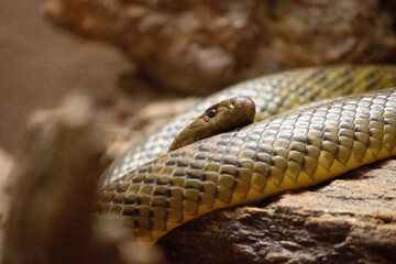 Inland taipan has a rectangular-shaped head distinct from the slender neck.