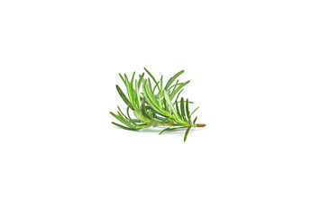 Rosemary sprig flowering isolated on white background. Aromatic evergreen shrub