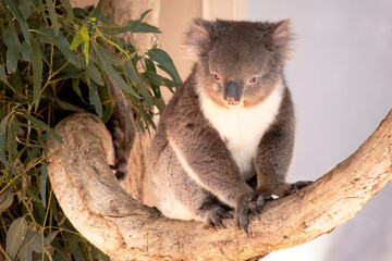 the Koala has a large round head, big furry ears and big black nose. Their fur is usually grey-brown in color with white fur on the chest, inner arms, ears and bottom.