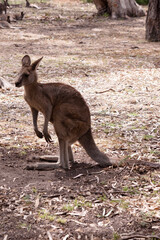 the kangaroo-Island Kangaroo has a light brown body with a white under belly. They also have black feet and paws