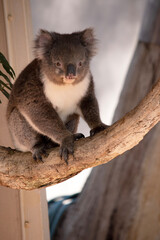 the Koala has a large round head, big furry ears and big black nose. Their fur is usually grey-brown in color with white fur on the chest, inner arms, ears and bottom.