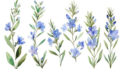 Fototapeta na wymiar Watercolor rosemary clipart featuring delicate blue flowers and green foliage