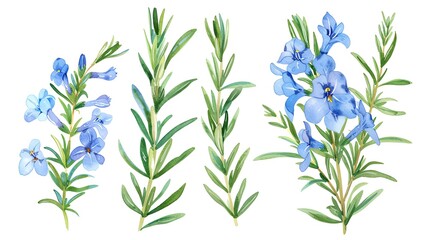 Watercolor rosemary clipart featuring delicate blue flowers and green foliage