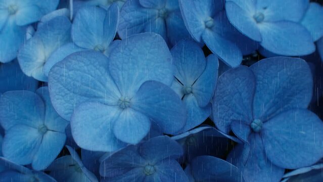 梅雨に咲く青色の紫陽花