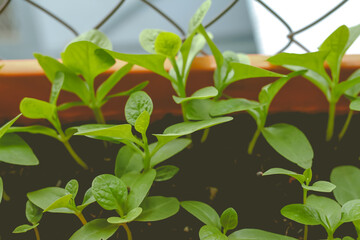 Vegetable spinach plantation in garden