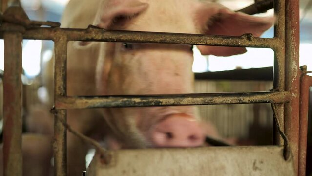 Raising pigs in dirty barns.