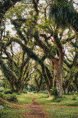 Fototapeta premium Trembesi Forest Tree