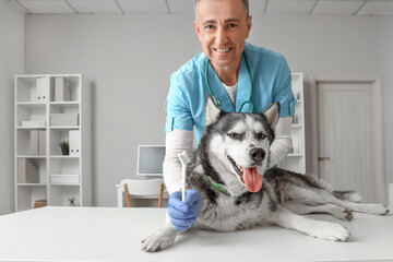 Male veterinarian with cute husky dog and toothbrush in clinic