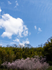 Obraz premium 春の青空と静かに咲く彼岸桜