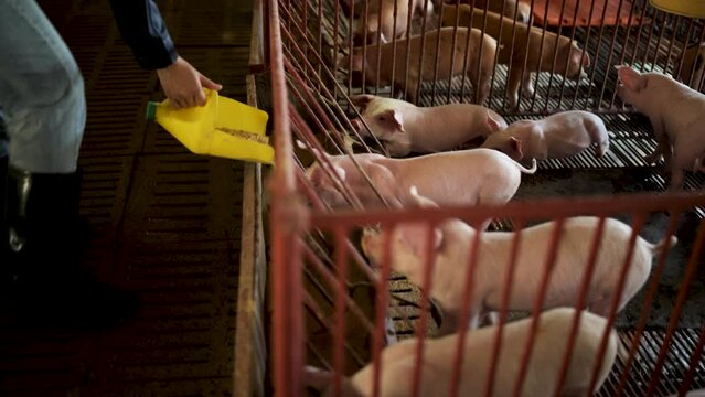 Pig feeding trough in a dirty barn.
