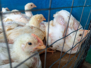 A group of white broiler chickens in a cage. This broiled chicken is consumed by many people.