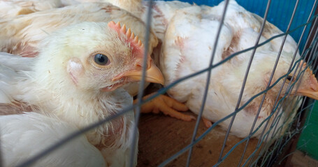 A group of white broiler chickens in a cage. This broiled chicken is consumed by many people.