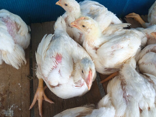 A group of white broiler chickens in a cage. This broiled chicken is consumed by many people.