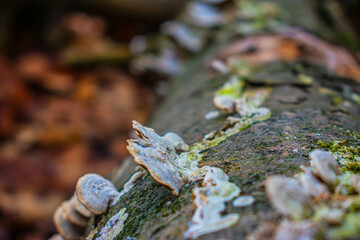 Fungi
