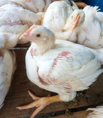 A group of white broiler chickens in a cage. This broiled chicken is consumed by many people.